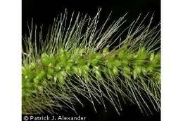 Imagem de Setaria viridis (L.) P. Beauv.