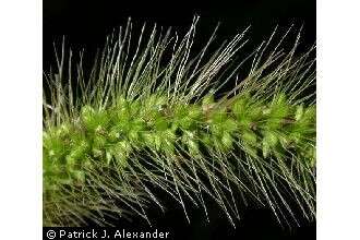 Image of green bristlegrass