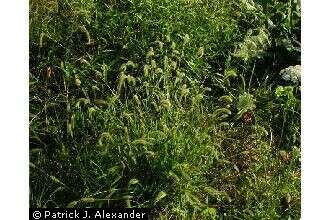 Image of green bristlegrass