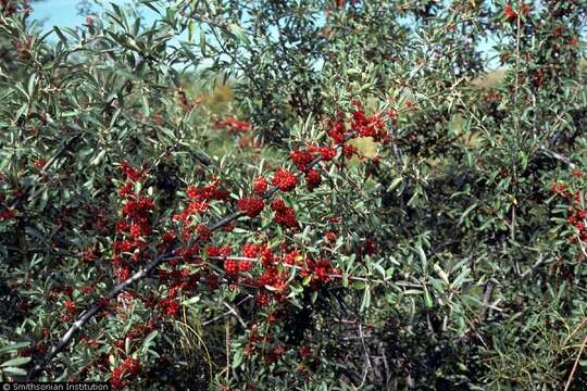 Image of silver buffaloberry