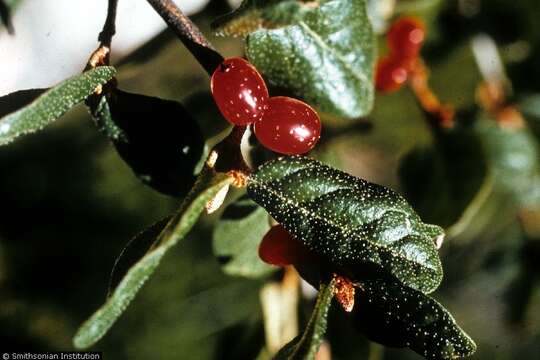 Image of russet buffaloberry