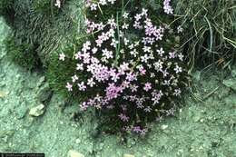 Image of moss campion