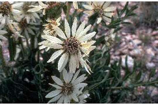 Image de Silphium albiflorum A. Gray