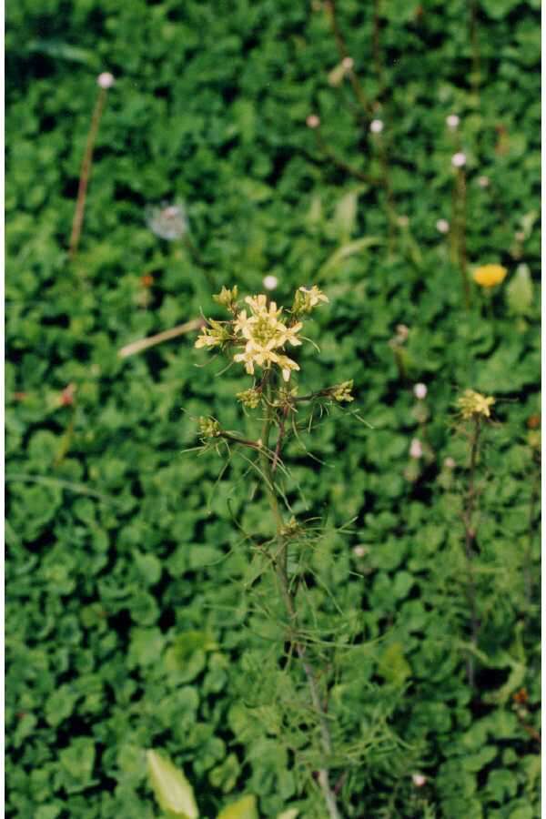 Image of tall tumblemustard