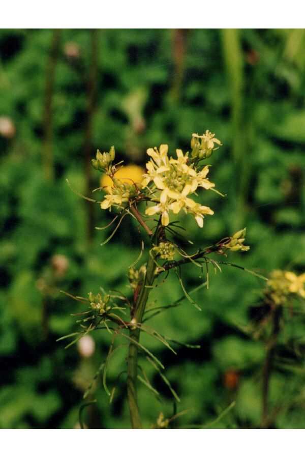 Image of tall tumblemustard