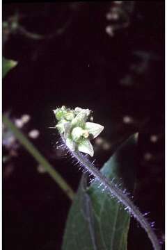 Image of oneseed bur cucumber