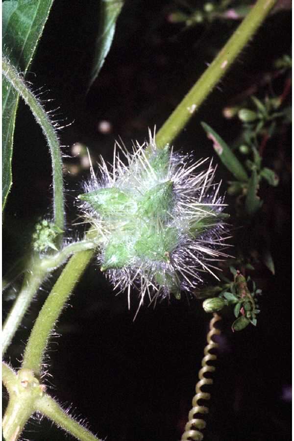 Image of oneseed bur cucumber