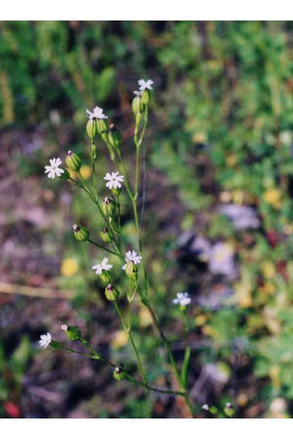 Image of sleepy silene