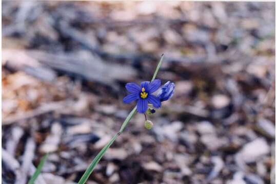 Image of narrowleaf blue-eyed grass