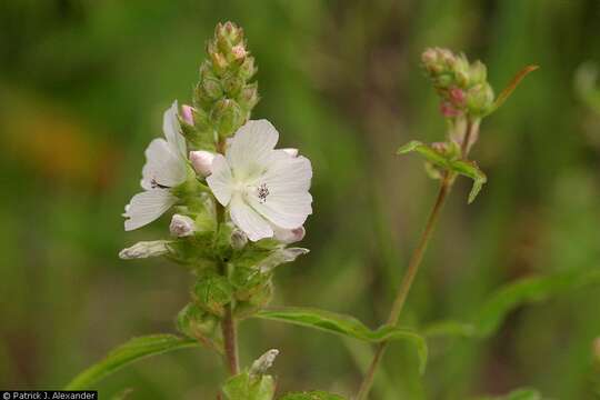 Image of white checkerbloom