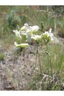 Image of Douglas's catchfly