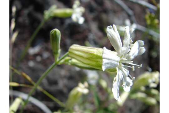 Image of Douglas's catchfly