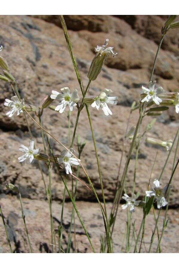 Image of Douglas's catchfly