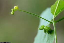 Image of smooth bur cucumber