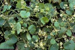 Image of Maui bur cucumber