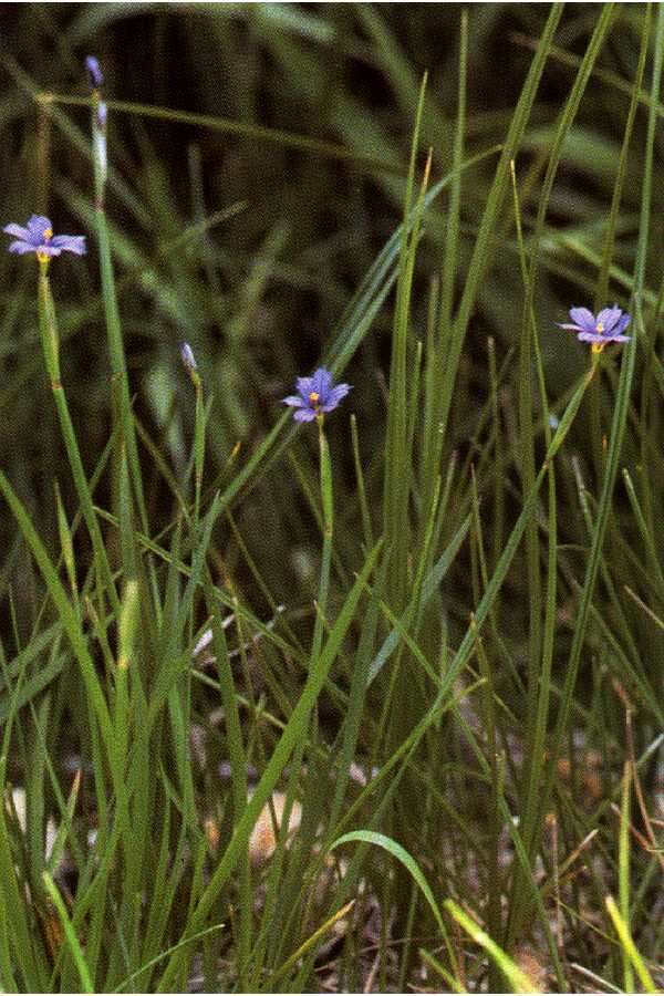 Sisyrinchium idahoense E. P. Bicknell的圖片