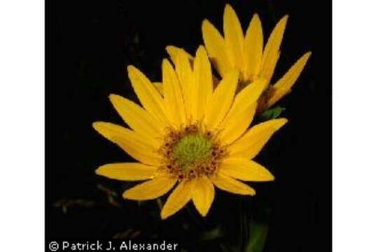 Image de Silphium integrifolium Michx.