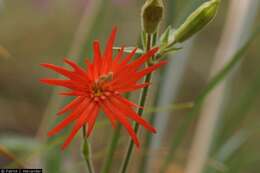 Image of cardinal catchfly