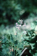 Plancia ëd Hesperidanthus linearifolius (A. Gray) Rydb.