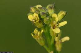 Imagem de Sisymbrium officinale (L.) Scop.