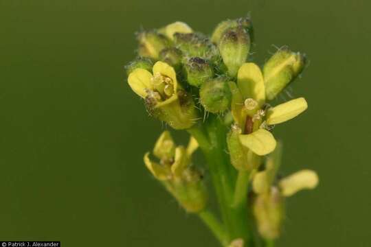 Imagem de Sisymbrium officinale (L.) Scop.