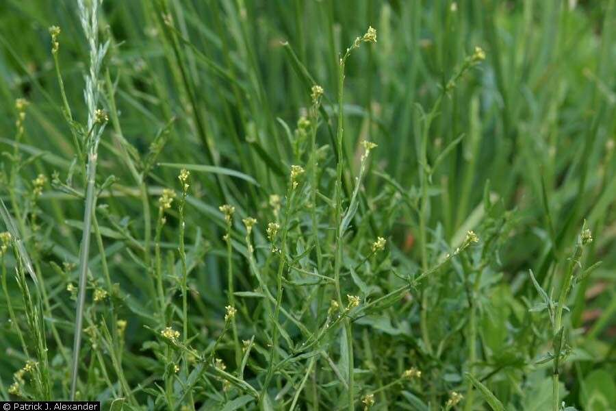 Imagem de Sisymbrium officinale (L.) Scop.