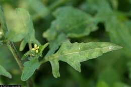 Imagem de Sisymbrium officinale (L.) Scop.