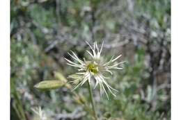 Image of Oregon silene