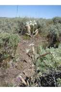 Image of Oregon silene