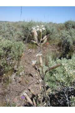 Слика од Silene oregana S. Wats.