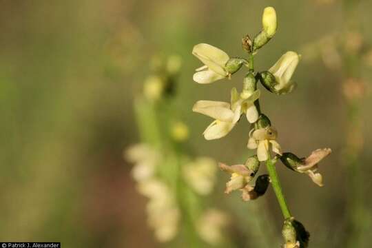 Image of Eggleston's milkvetch