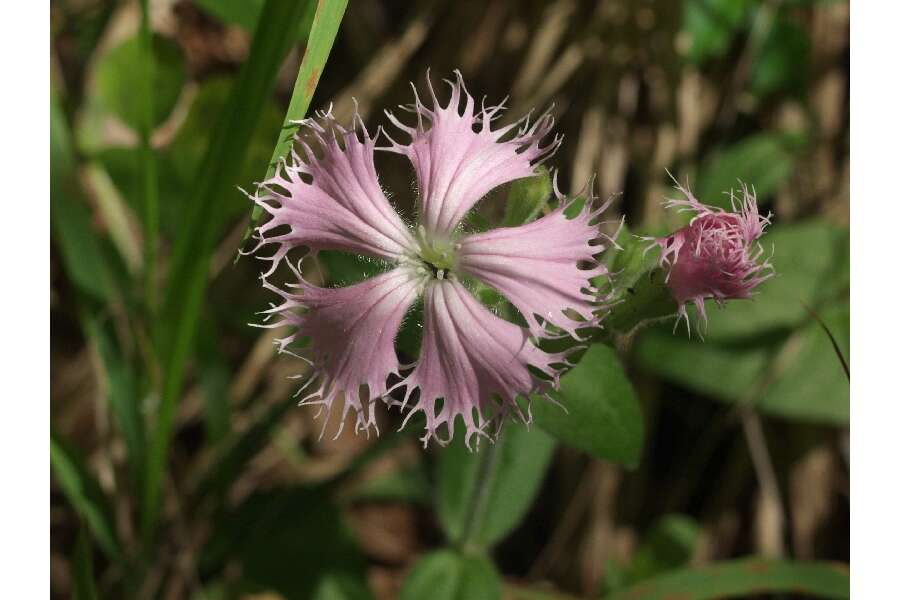 Image of eastern fringed catchfly