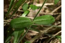 Image of eastern fringed catchfly