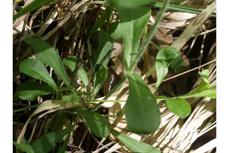 Image of eastern fringed catchfly