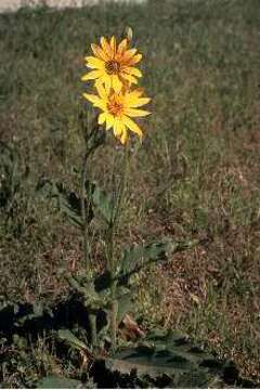 Image of roughstem rosinweed