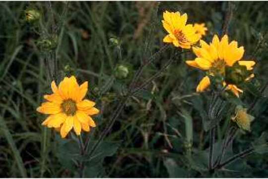 Image of roughstem rosinweed