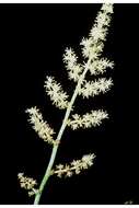 Image of feathery false lily of the valley