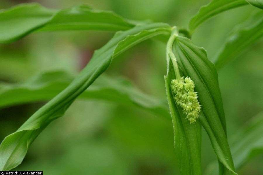 Image of feathery false lily of the valley