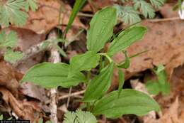 Image of feathery false lily of the valley