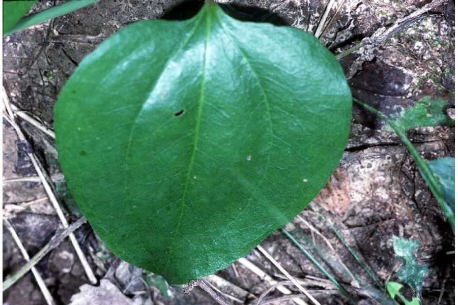 Smilax rotundifolia L. resmi