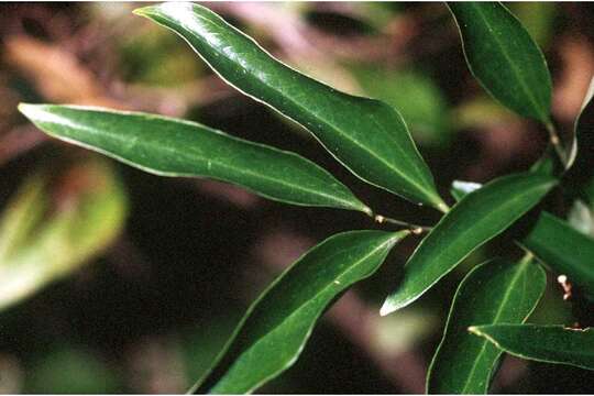 Image of Lance-Leaf Greenbrier