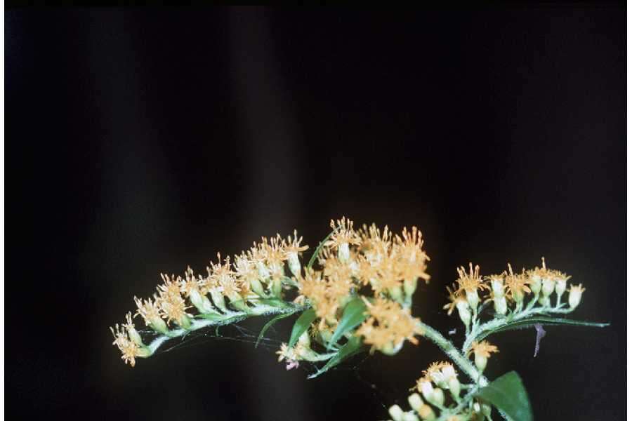 Image of Canada goldenrod