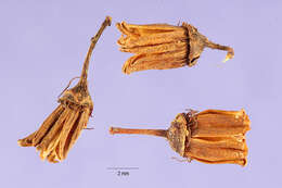 Image of giant false spiraea