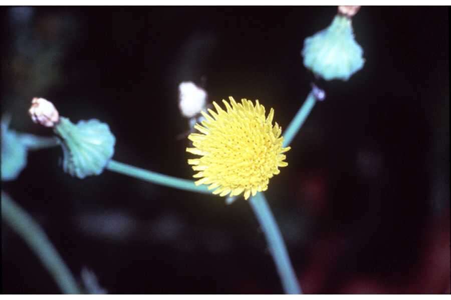 Image of spiny sowthistle