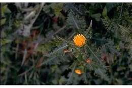 Image of spiny sowthistle