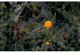 Image of spiny sowthistle