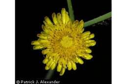 Image of spiny sowthistle