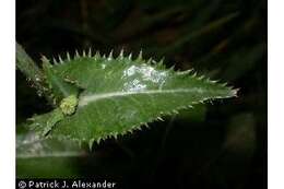 Image of spiny sowthistle