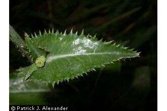 Image of spiny sowthistle