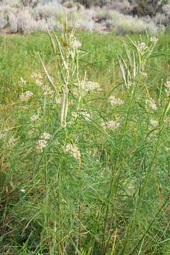 Image of Mexican whorled milkweed